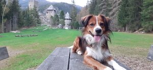 Hund vor Burg Finstergrün